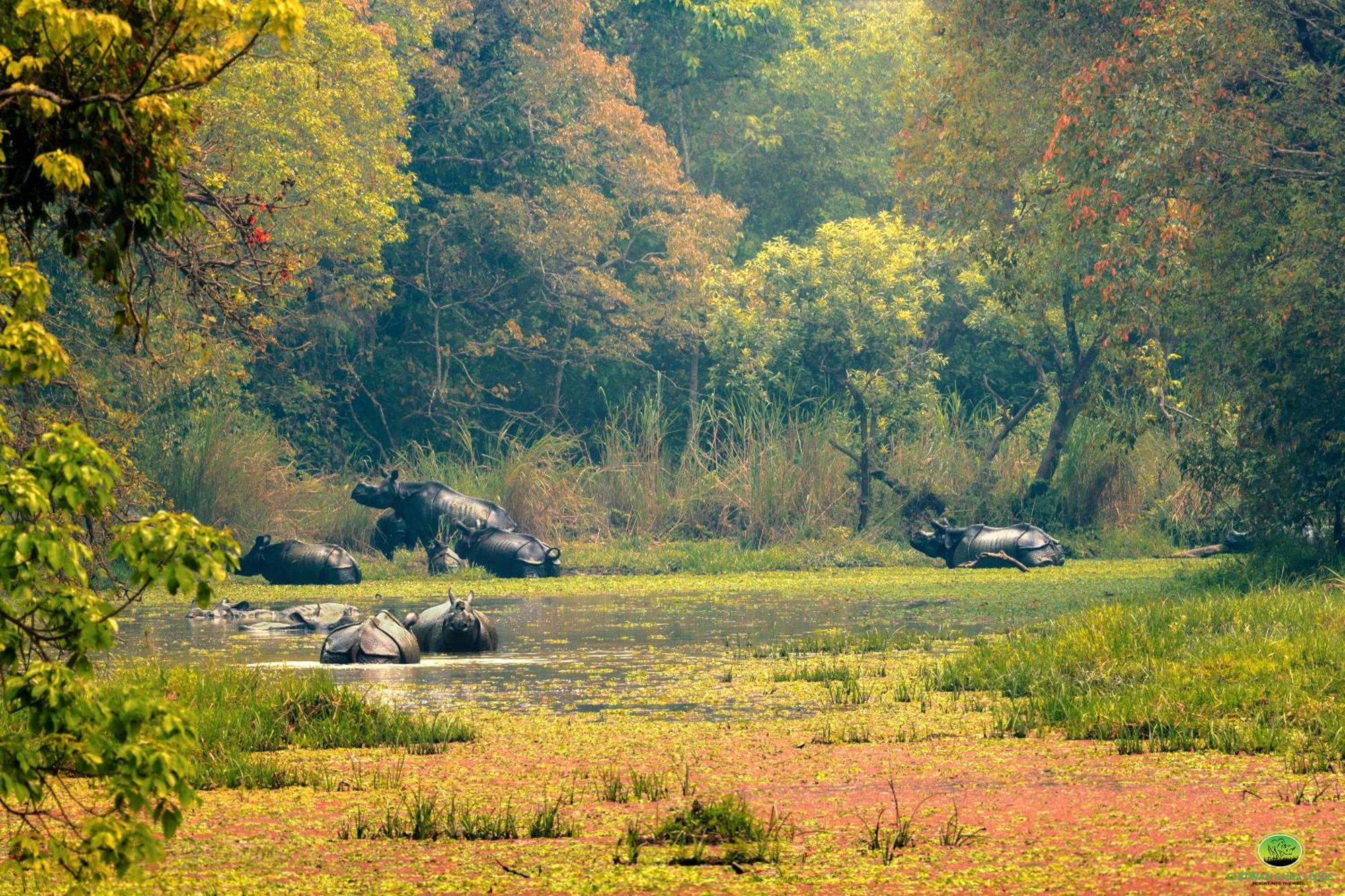 Chitwan Gaida Lodge - Animal Lovers & Birdwatchers Paradise Саураха Экстерьер фото