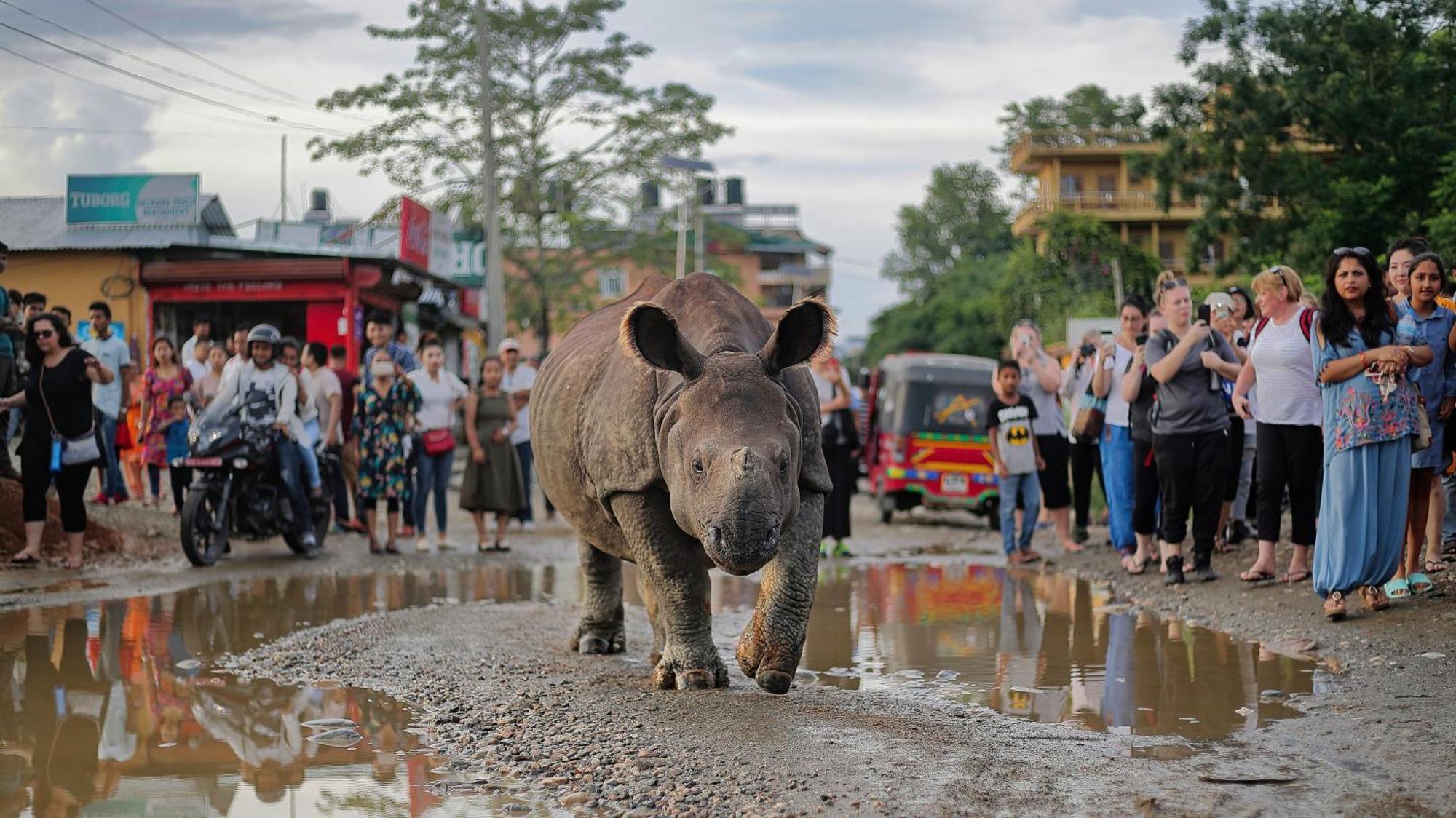 Chitwan Gaida Lodge - Animal Lovers & Birdwatchers Paradise Саураха Экстерьер фото